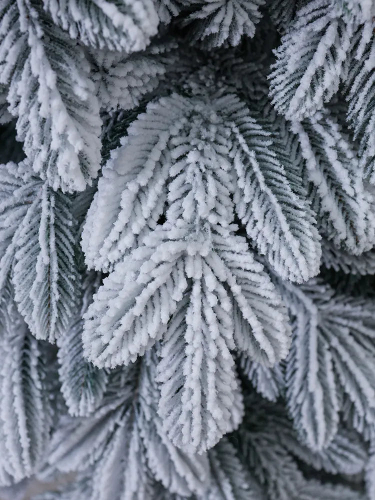 Alaska Christmas Tree