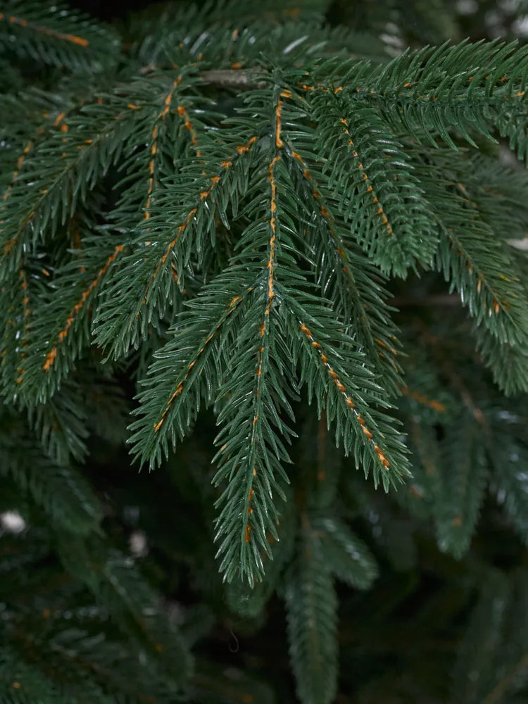 Cedar Christmas Tree