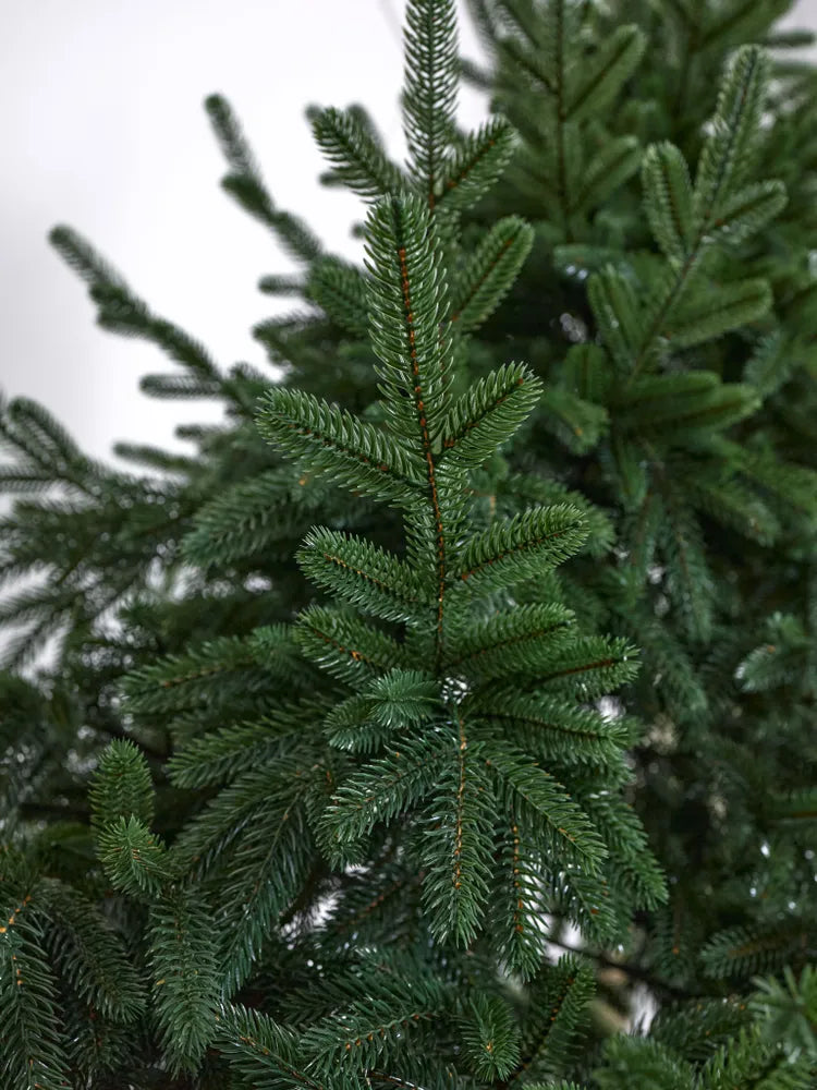 Cedar Christmas Tree
