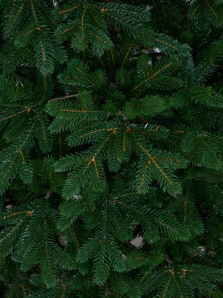 Nordmann Christmas Tree